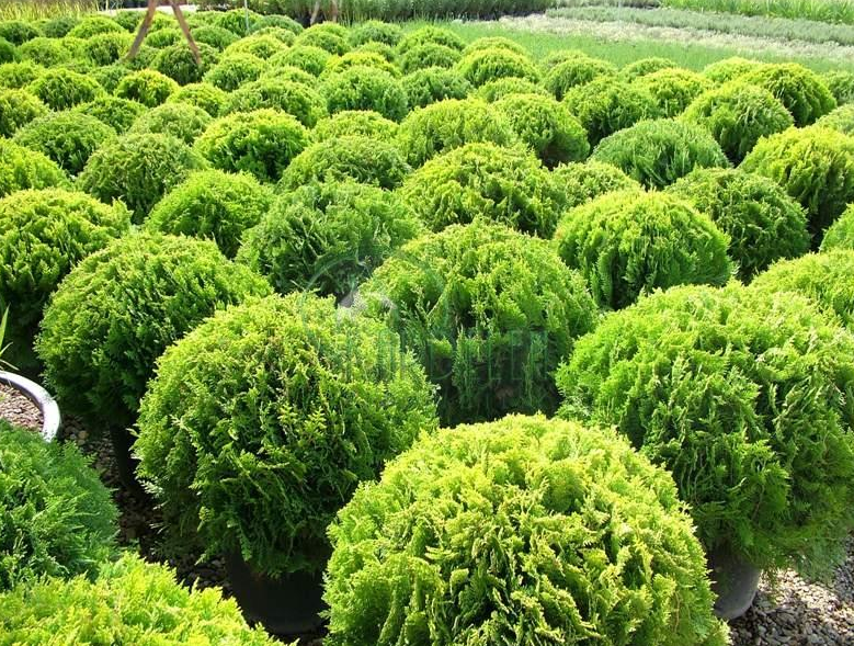 Top Mazı - İbreli Ağaçlar